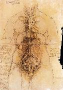 The organs of the woman Leonardo Da Vinci